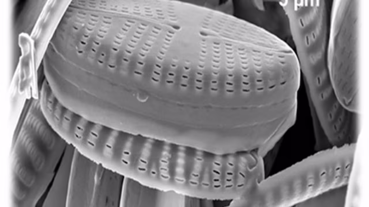 Training School photo